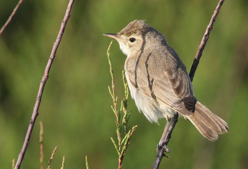 Booted
                    Warbler