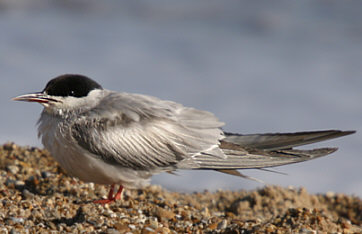 Common Tern ©Andrew Easton
