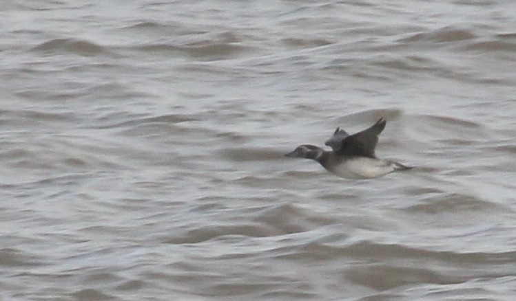 Long-tailed
                    Duck