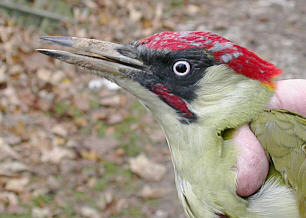 Green Woodpecker © Andrew Easton