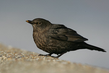 Blackbird  ©Robert Wincup