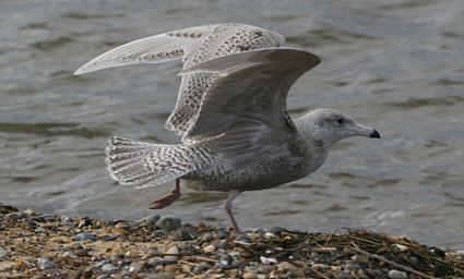 Glaucous Gull- © Chris Darby