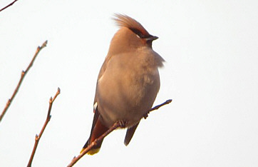 Waxwing ©James Wright