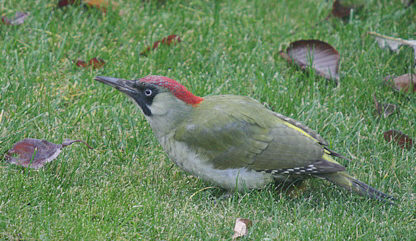 Green Woodpecker © Peter Ransome
