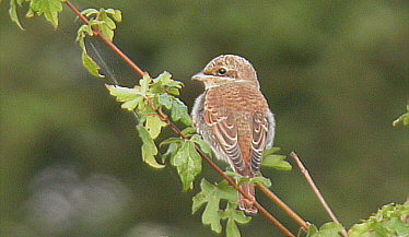 Red-backed Shrike ©Robert Wincup