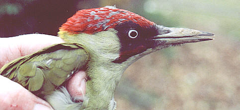 Green Woodpecker © Colin Carter