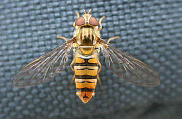 Hoverfly sp. ©Andrew Easton