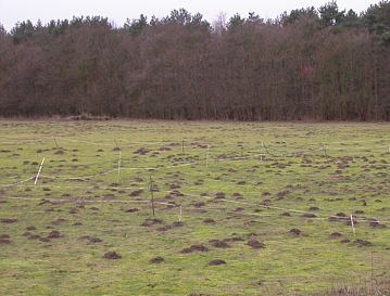 Waveney Forest Moles