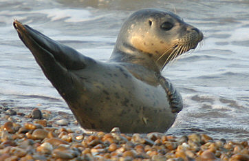 Common Seal ©Andrew Easton