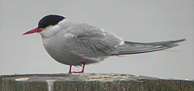 Arctic Tern - Lowestoft North Beach - July 24 2002 - Andrew Easton