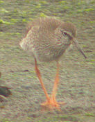 Redshank - Ness Point - August 26 2002 - Andrew Easton
