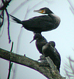 Cormorant  and two Shag - Leathes Ham - August 24 2002 - Andrew Easton