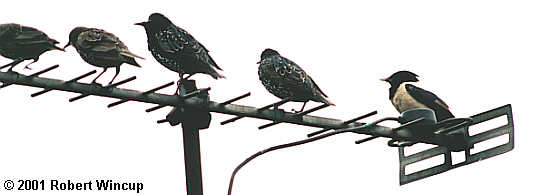 Rose-coloured Starling with Starlings
