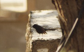 Black Bush Robin