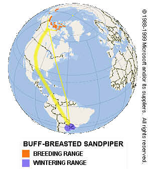Buff-breasted Sandpiper Distribution Map