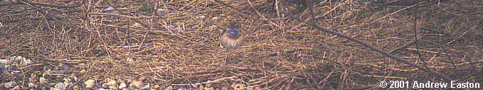 Male White-spotted Bluethroat