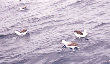 Black-browed Albatross - subadult