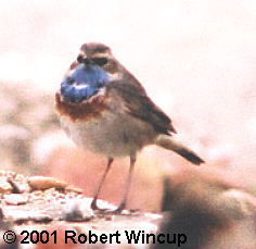 Male White-spotted Bluethroat, Ness Point, 24/03/2001