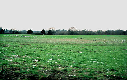 Burnt Hill Lane gull roost field, Carlton Colville