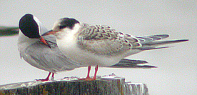 Common Tern (adult + juv) - Lowestoft North Beach - July 24 2002 - Andrew Easton