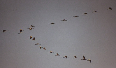 Flock of Common Cranes