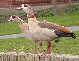 Egyptian Goose - Oulton Broad - 17th December 2002 - Andrew Easton