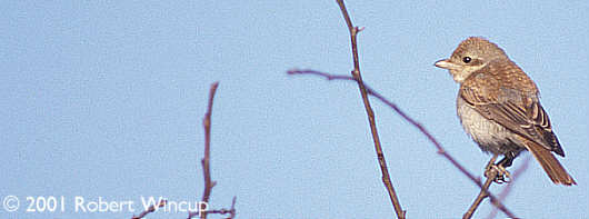 1st winter Red-backed Shrike