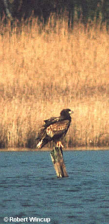 1st winter White-tailed Eagle
