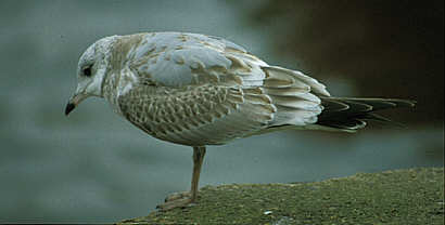 First winter Common Gull