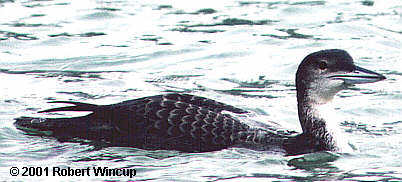 First winter Great Northern Diver, Lowestoft 1999/2000