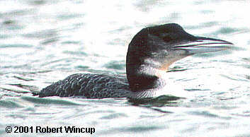 First winter Great Northern Diver, Lowestoft 2000/2001
