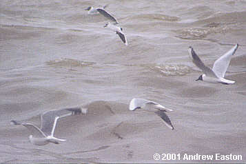 Gulls at Ness Point
