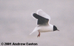 Adult Little Gull in flight.