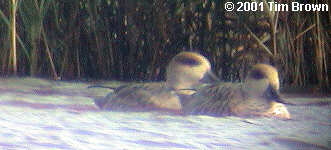 Marbled Ducks at Minsmere