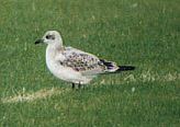 Juvenile Mediterranean Gull