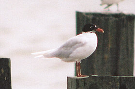 Adult Mediterranean Gull moutling out of summer plumage.