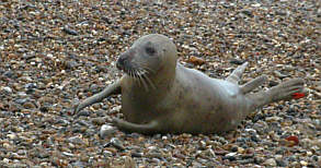 Grey Seal - Lowestoft - 23rd November 2002 -Andrew Easton