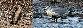 Oiled Guillemot and Common Gull - Lowestoft - 22nd November 2002 - Andrew Easton