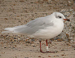 Mediterranean Gull - Lowestoft- October 2002 -Robert Wincup