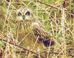 Short-eared Owl - Corton - 12th October 2002 - Andrew Easton