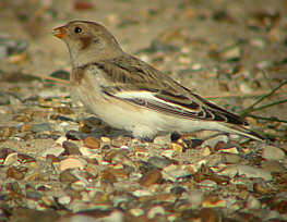 Snow Bunting  - Lowestoft North Beach - 26th October 2002 - Andrew Easton