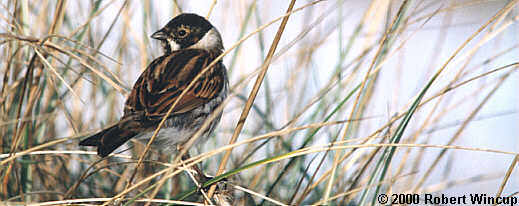 Winter plumaged male Reed Bunting