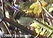 Pallas's Warbler - Lowestoft - Tim Brown