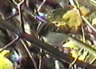 Pallas's Leaf Warbler