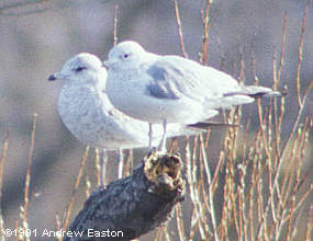 1st winter Ring-billed Gull (on left) with Common Gull