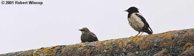 Rose-coloured Starling with juvenile Common Starling