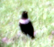 Male Ring Ouzel at Corton 16/10/2001