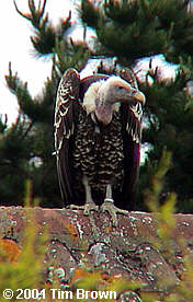 'Foster' the Rüppell's Griffon Vulture