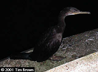 First winter Shag roosting on Lowestoft  South Pier