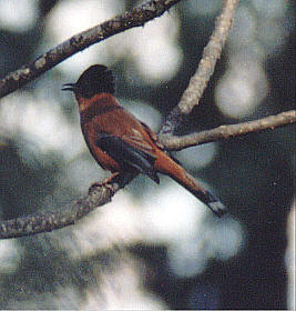 Black-capped or Rufous Sibia